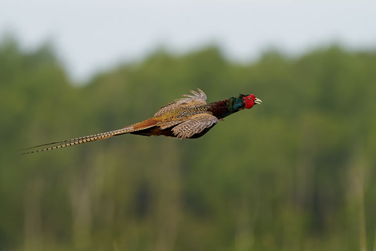  a beautiful fly pheasant approaching the line of guns 