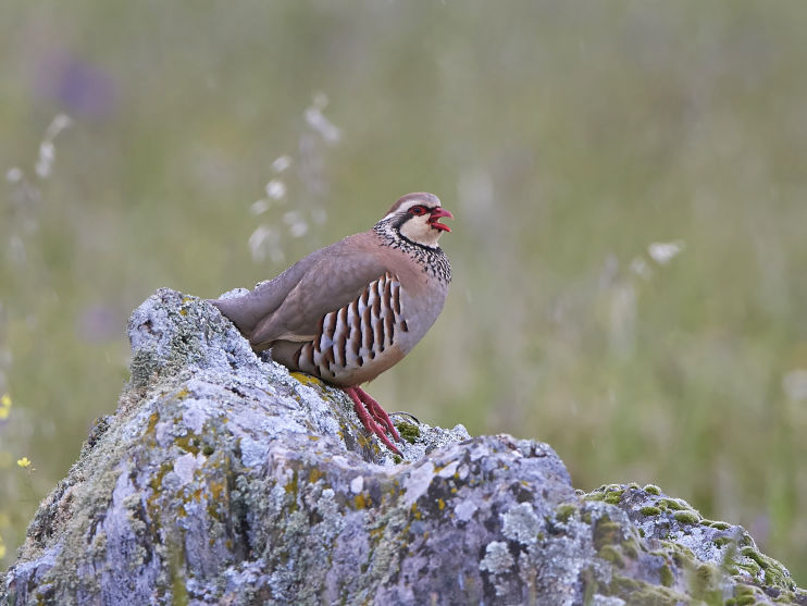 french partridge on top of a wall calling out to the other birds