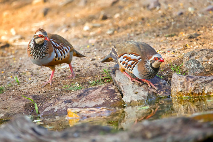 french partridge about to fly towards the guns