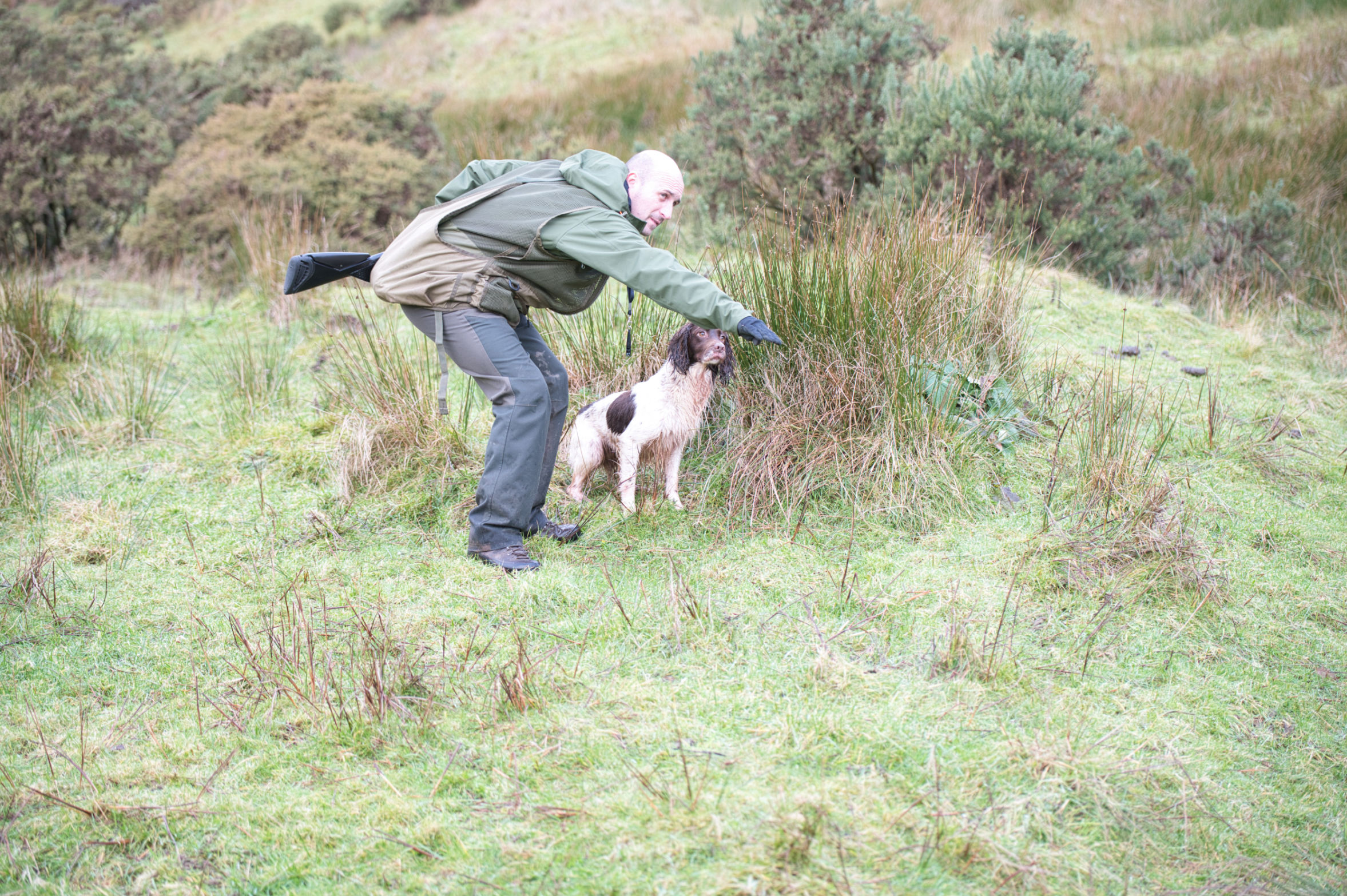 man pheasent shooting sending his dog to retrieve the bird 