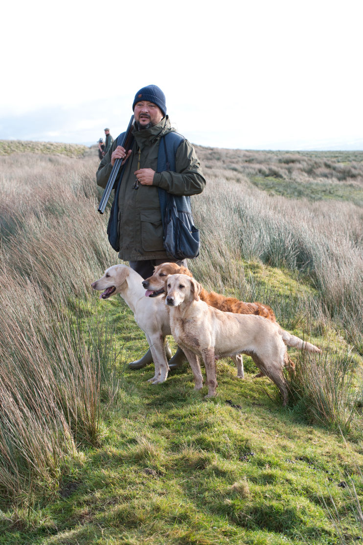 shoot captain on the moors with his 3 field trials labradors awaiting his command.
