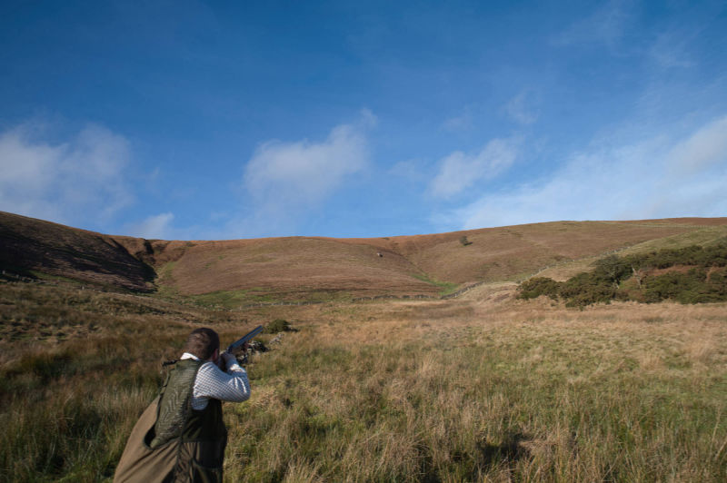 one of the shoot team locks on to a far flying pheasant and nails the shot