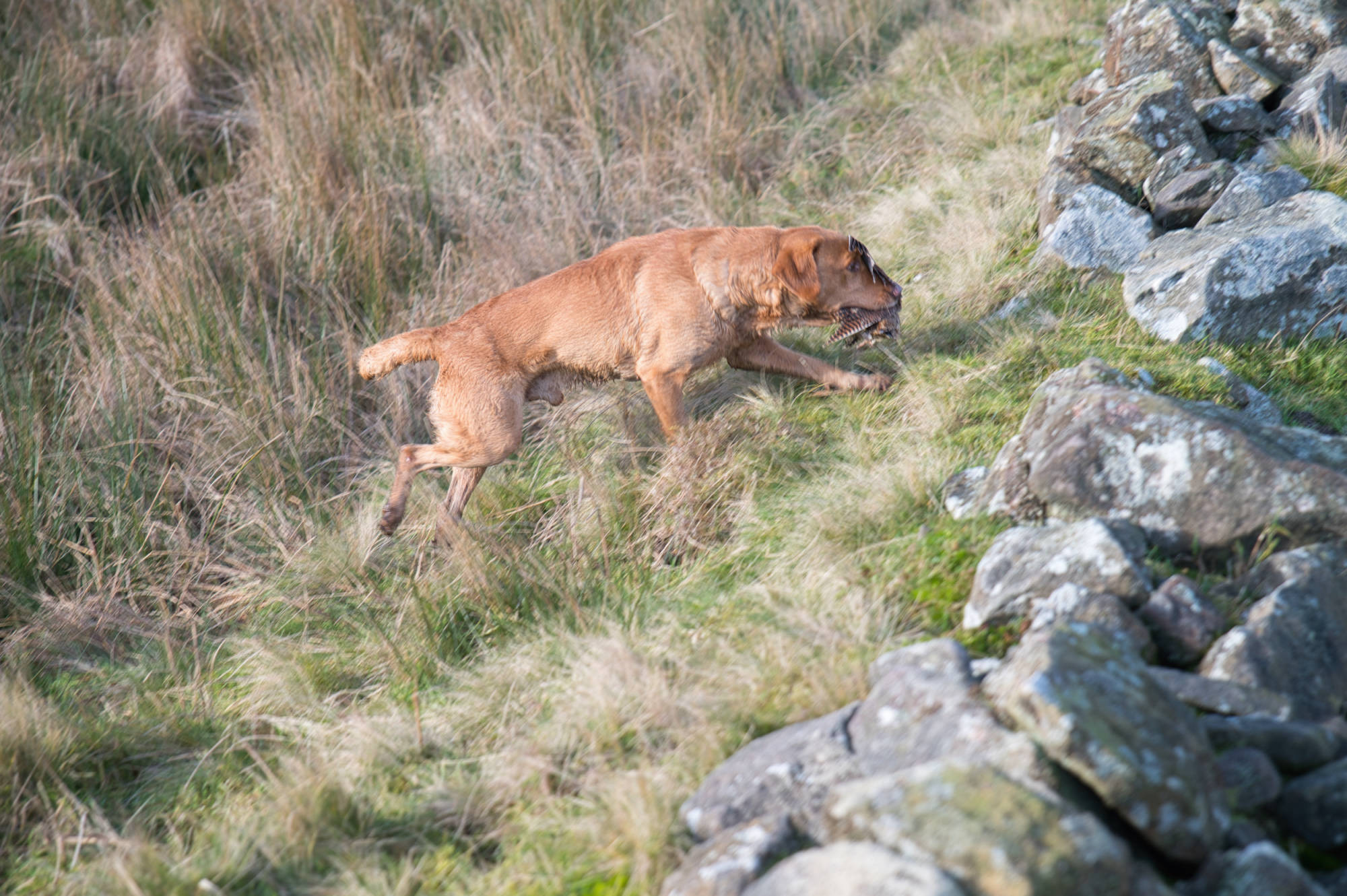 field trials dog retrieving game 